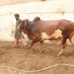 Brahman Vacha