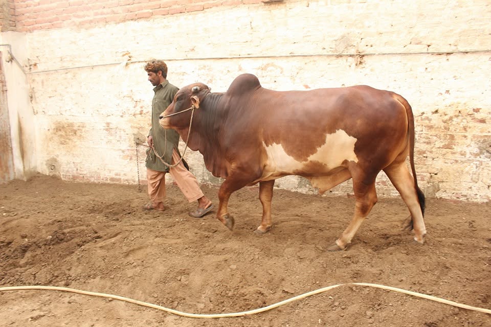 Brahman Vacha