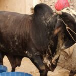 Brahman Vacha — photo 2