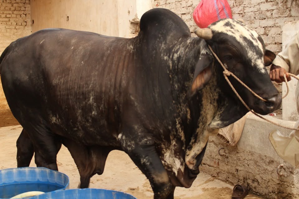 Desi Vacha