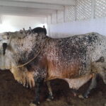 Cholistani Vacha